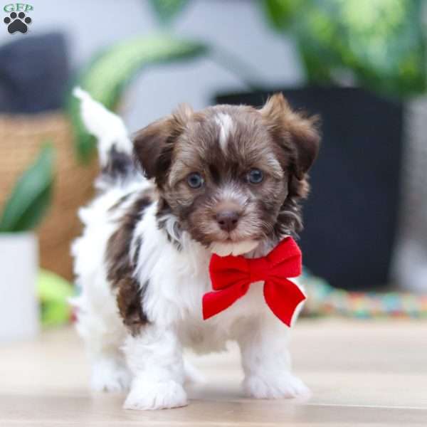 Twinkie, Havanese Puppy