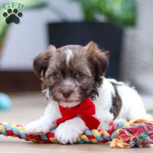 Twinkie, Havanese Puppy