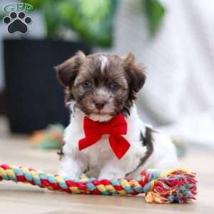 Twinkie, Havanese Puppy