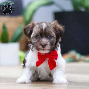 Twinkie, Havanese Puppy