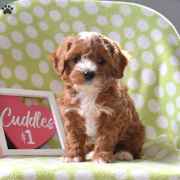 Twinkles, Cavapoo Puppy