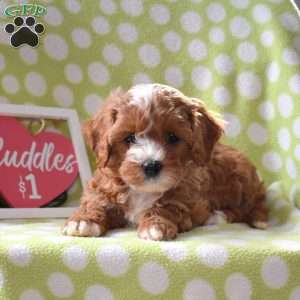 Twinkles, Cavapoo Puppy