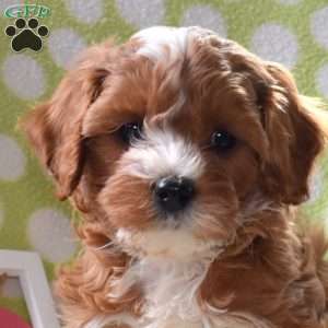 Twinkles, Cavapoo Puppy