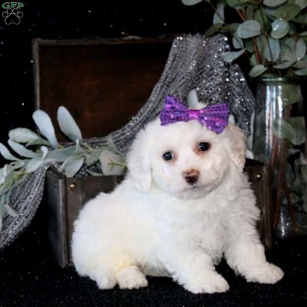 Tyesha, Bichon Frise Puppy