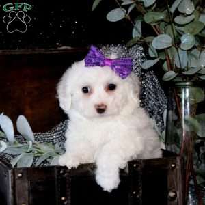 Tyesha, Bichon Frise Puppy