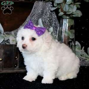 Tyesha, Bichon Frise Puppy