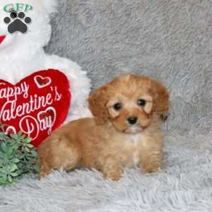 Tyler, Cavapoo Puppy