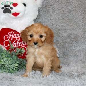 Tyler, Cavapoo Puppy