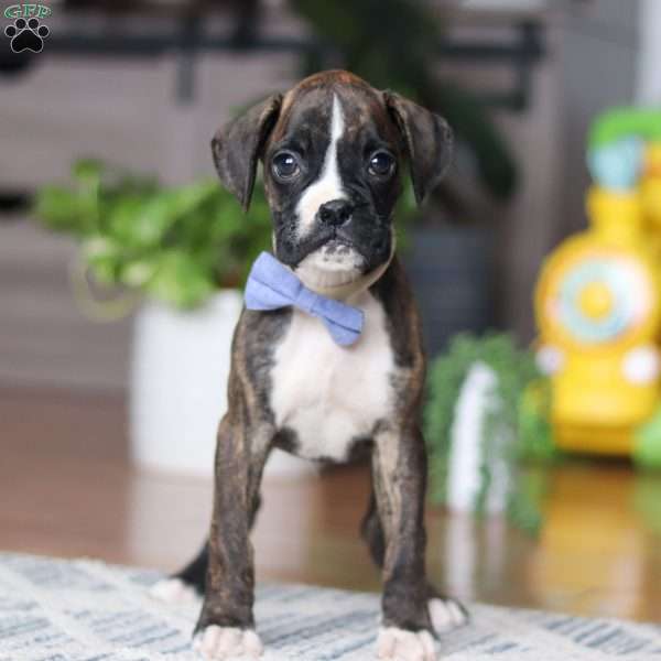 Tyson, Boxer Puppy