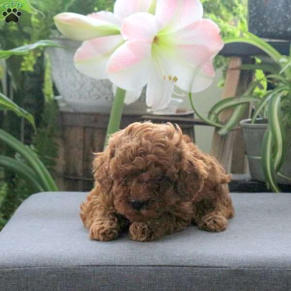 Ultra, Miniature Poodle Puppy