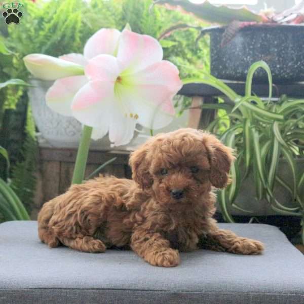 Uno, Miniature Poodle Puppy