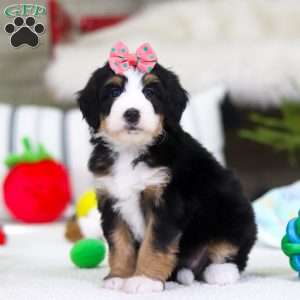 Valentine, Mini Bernedoodle Puppy