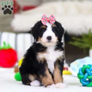 Valentine, Mini Bernedoodle Puppy
