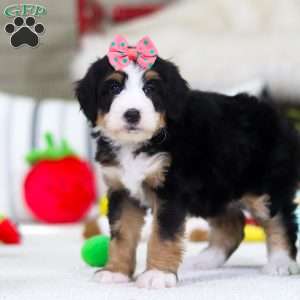 Valentine, Mini Bernedoodle Puppy