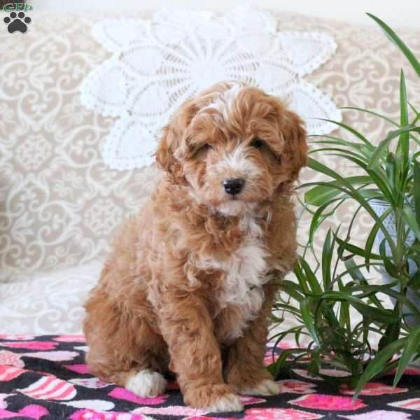Valentine, Mini Goldendoodle Puppy