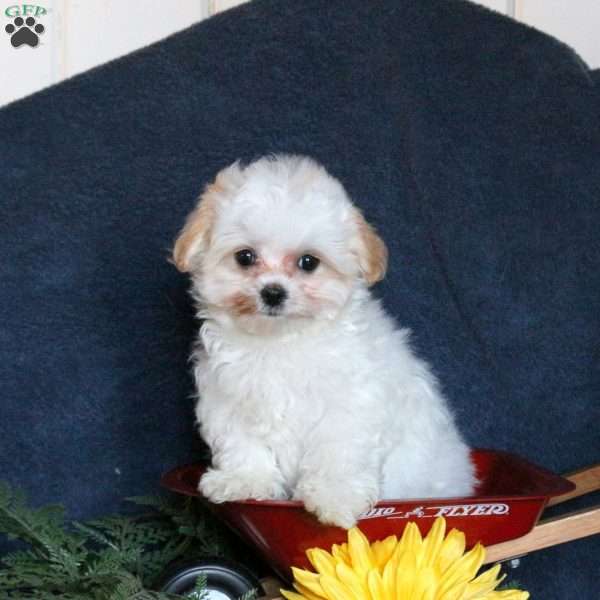 Valentine, Maltipoo Puppy