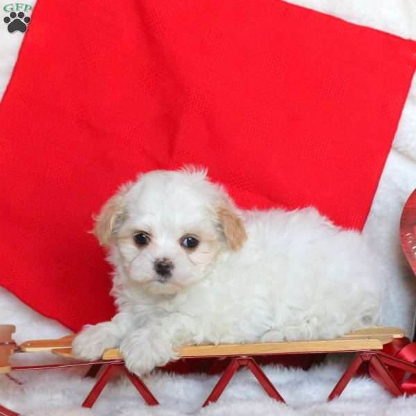 Valentine, Maltipoo Puppy