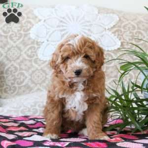 Valentine, Mini Goldendoodle Puppy