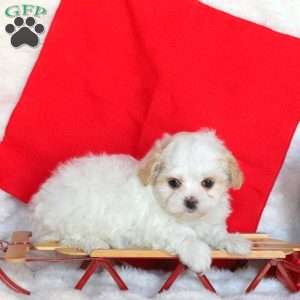 Valentine, Maltipoo Puppy