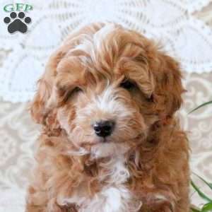 Valentine, Mini Goldendoodle Puppy