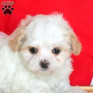 Valentine, Maltipoo Puppy
