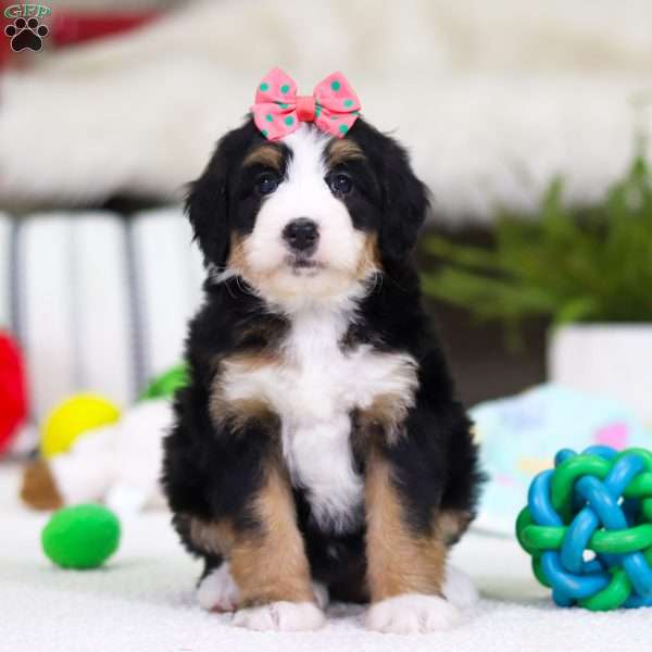 Valentine, Mini Bernedoodle Puppy