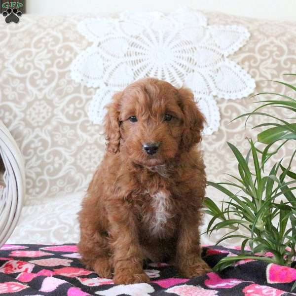 Velvet, Mini Goldendoodle Puppy