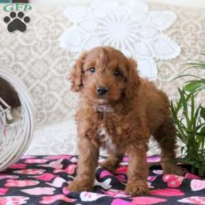 Velvet, Mini Goldendoodle Puppy
