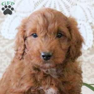 Velvet, Mini Goldendoodle Puppy