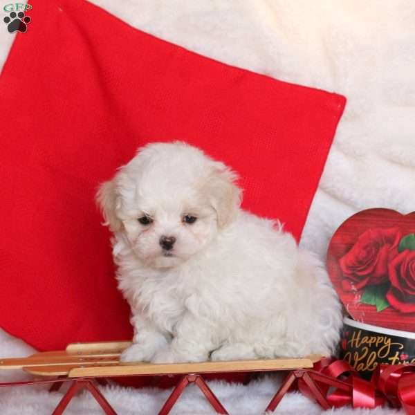 Velvet, Maltipoo Puppy