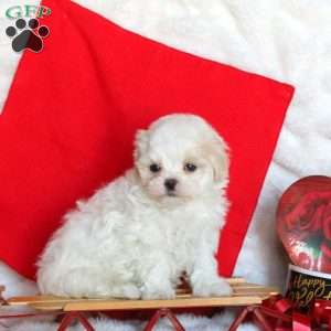 Velvet, Maltipoo Puppy