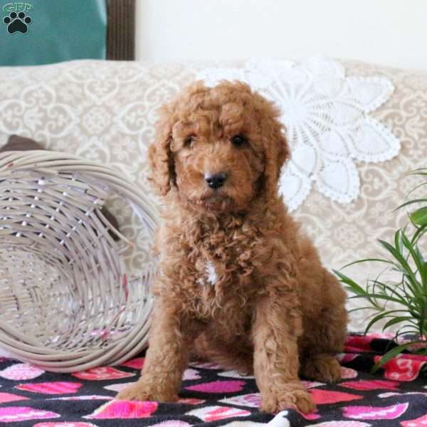 Victor, Mini Goldendoodle Puppy