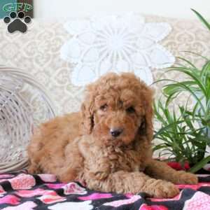 Victor, Mini Goldendoodle Puppy