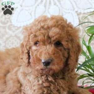 Victor, Mini Goldendoodle Puppy