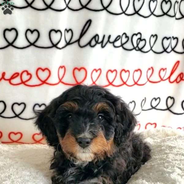 Benson, Mini Bernedoodle Puppy