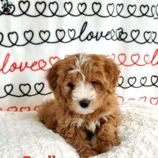Benji, Mini Bernedoodle Puppy