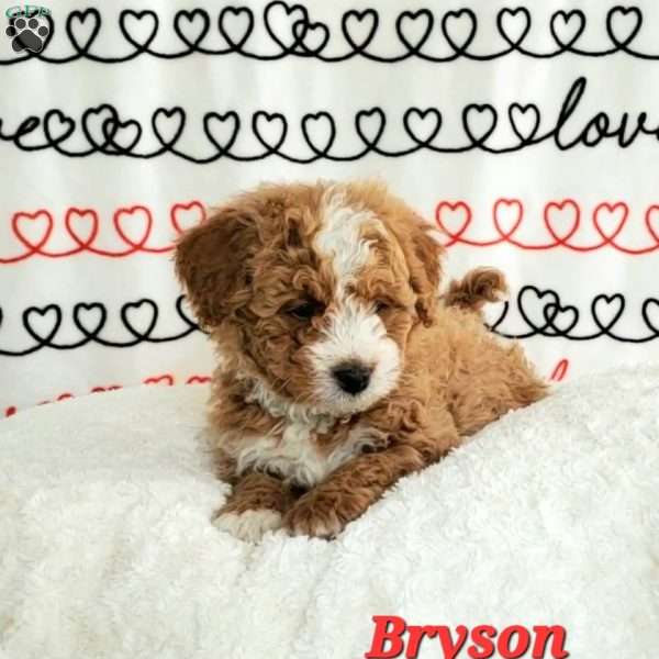 Bryson, Mini Bernedoodle Puppy