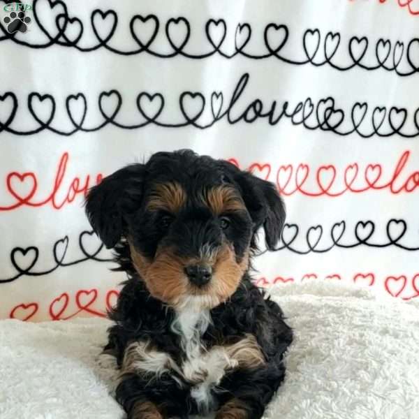 Bella, Mini Bernedoodle Puppy