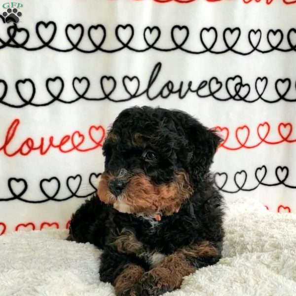 Bruce, Mini Bernedoodle Puppy
