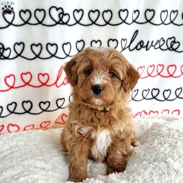 Bailey, Mini Bernedoodle Puppy