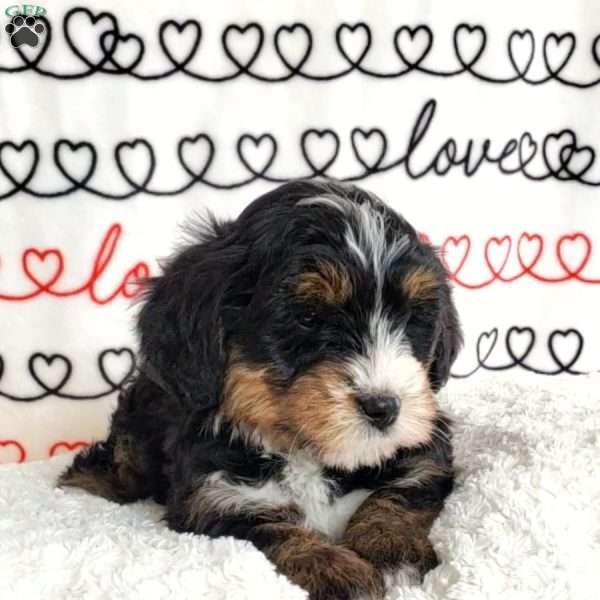 Brenda, Mini Bernedoodle Puppy