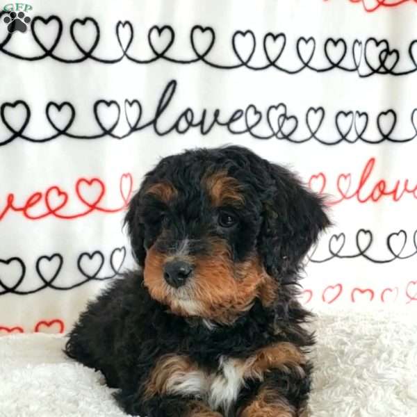 Brody, Mini Bernedoodle Puppy