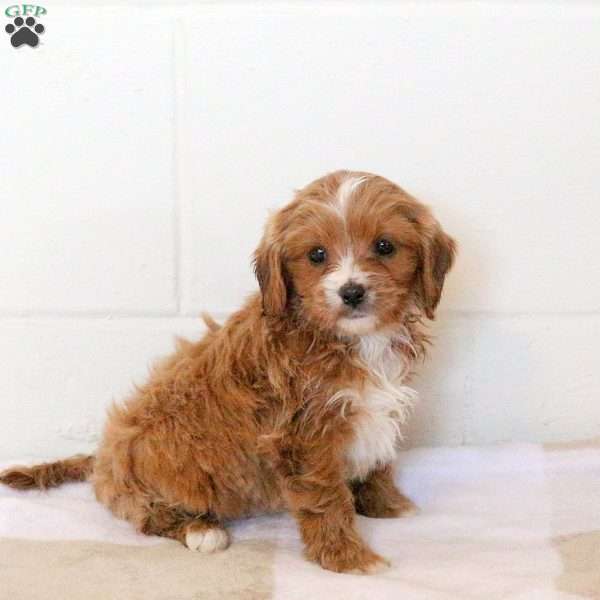 Vienna, Cavapoo Puppy