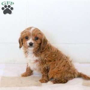 Vienna, Cavapoo Puppy