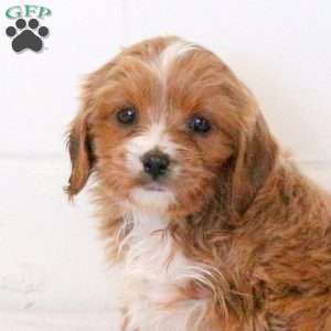 Vienna, Cavapoo Puppy