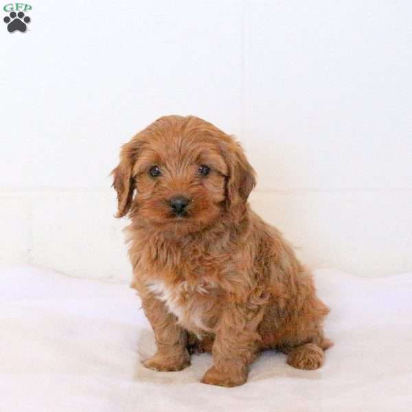 Vincent, Cavapoo Puppy