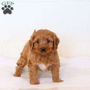 Vincent, Cavapoo Puppy