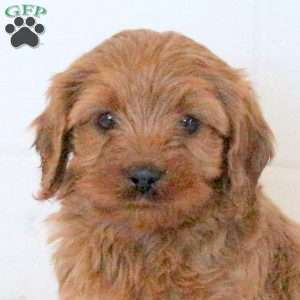 Vincent, Cavapoo Puppy