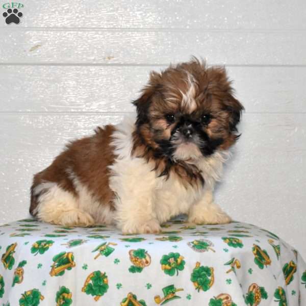 Vinnie, Shih Tzu Puppy