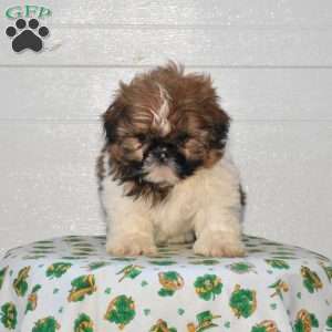 Vinnie, Shih Tzu Puppy